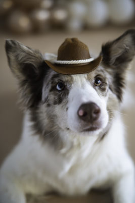 fotenie border klieg