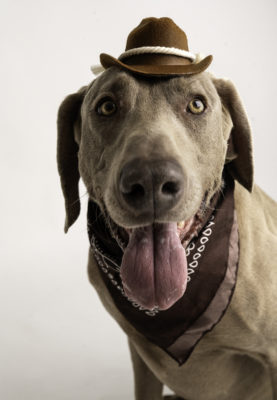 fotenie psa v atelier