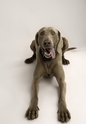 fotenie psov v atelieri