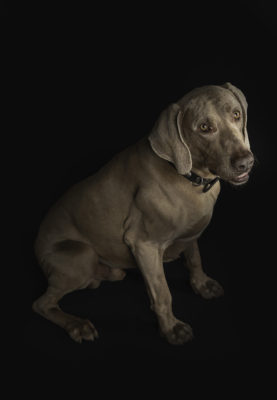 fotenie psov v atelieri