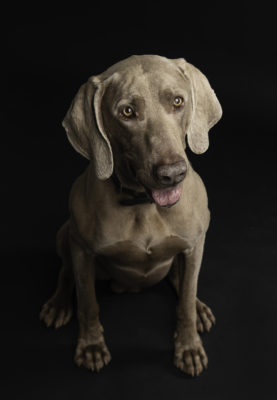 fotenie psov bratislava