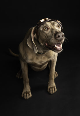 fotenie psov s rekvizitami