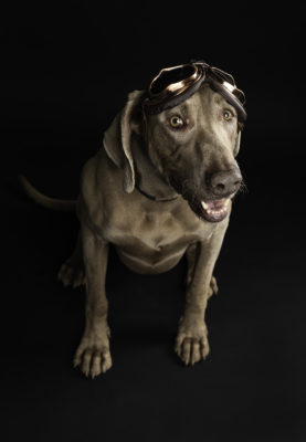 srandovne fotenie psov