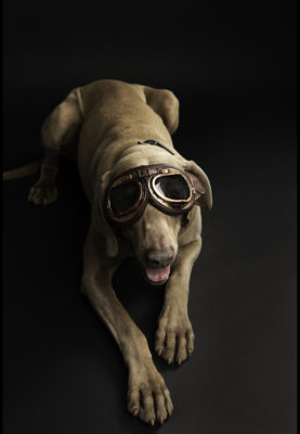 fotenie psov na tricka