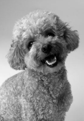 čierno biely portret psa