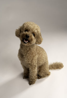 fotenie psa Bratislavský kraj