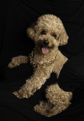 fotenie psa na plakat