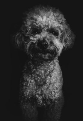 fotenie psa na obraz