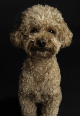 fotenie psa na tričko