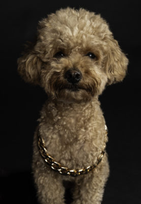 fotenie psa s rekvizitou