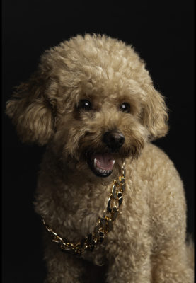 ateliérové fotenie psov