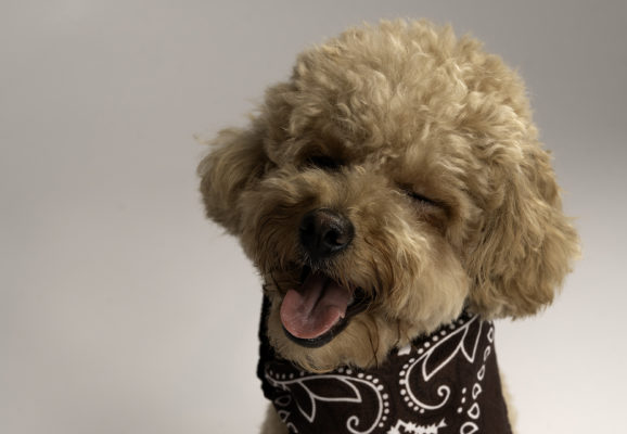 fotenie domácich miláčikov