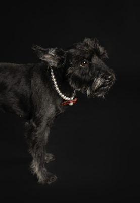 fotenie malý bradáč