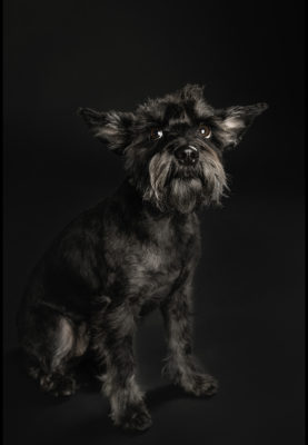 portrét malý bradáč