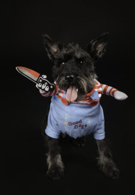 fotenie psa v oblečení