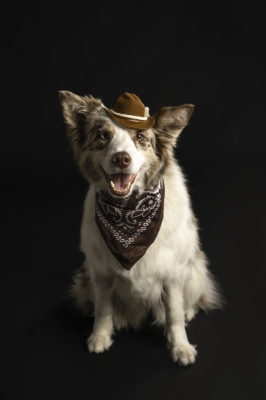 border kólia fotenie